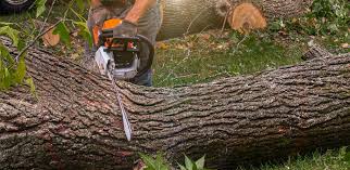 Best Fruit Tree Pruning  in Andover, MN