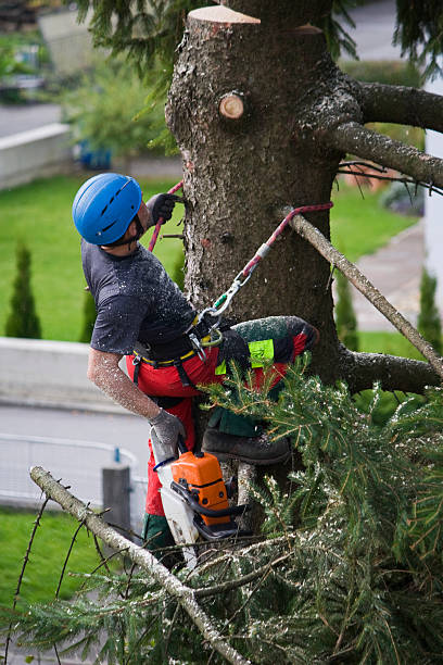 Best Leaf Removal  in Andover, MN