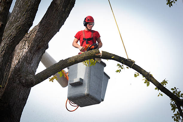 How Our Tree Care Process Works  in  Andover, MN