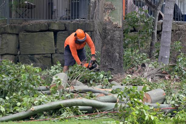 Trusted Andover, MN Tree Removal Experts