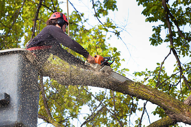 Best Lawn Irrigation Installation and Maintenance  in Andover, MN